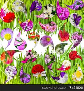 abstract background - green grass and collage of flowers
