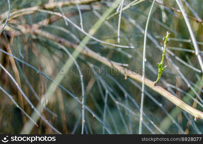 Abstract background of a leafless branch in autumn