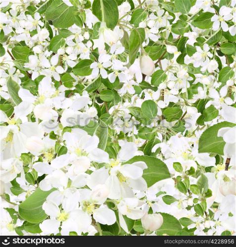 Abstract background of apple-tree branch with white flowers and green leafs. Seamless pattern for your design. Close-up. Studio photography.