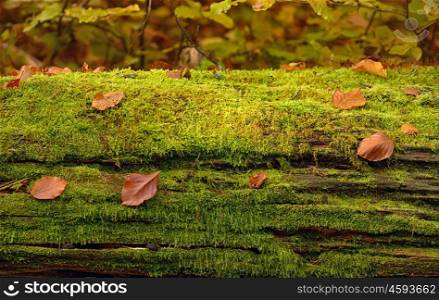 Abstract background of autumn leaves on tree