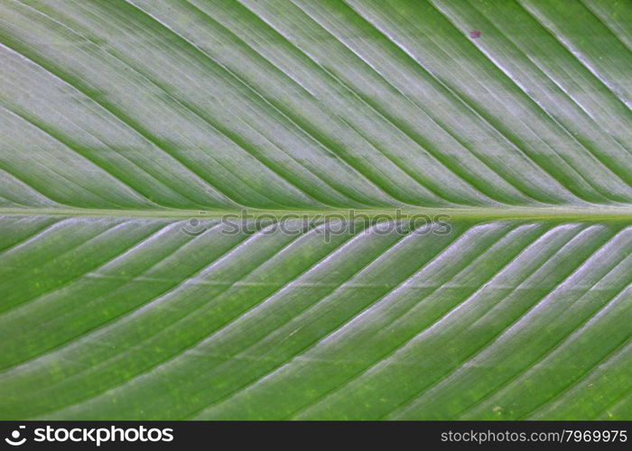 abstract background of banana leaf texture blur, can be used as background