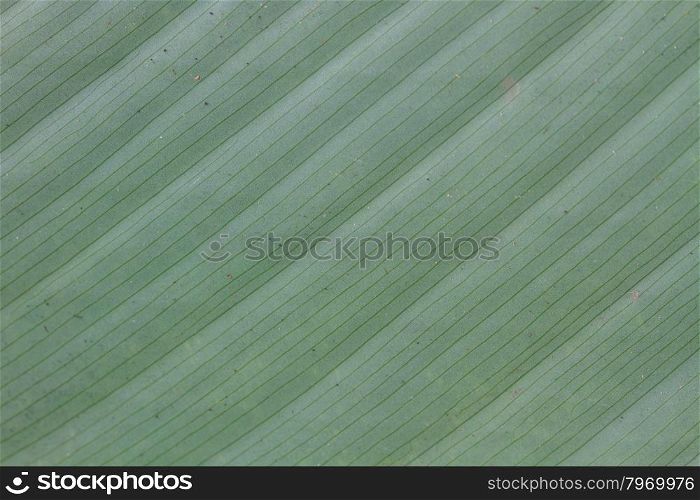 abstract background of banana leaf texture blur, can be used as background