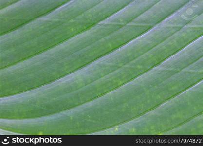 abstract background of banana leaf texture blur, can be used as background