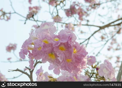 Abstract background of flowers. Close-up.