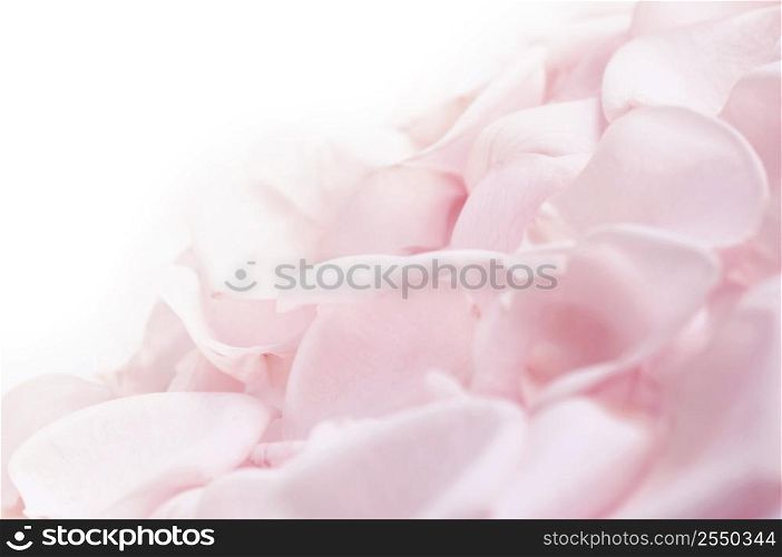 Abstract background of fresh pink rose petals