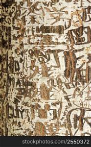 Abstract background of graffiti on a tree trunk
