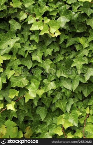 Abstract background of lush green ivy leaves