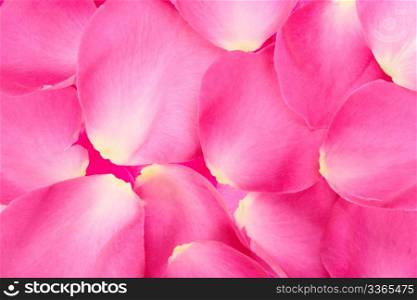 Abstract background of pink rose petals. Close-up. Studio photography.