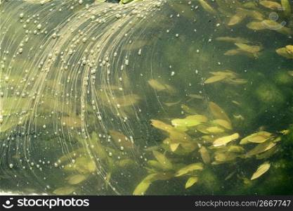 Abstract background of river surface plants, green leaves, seaweed and dust