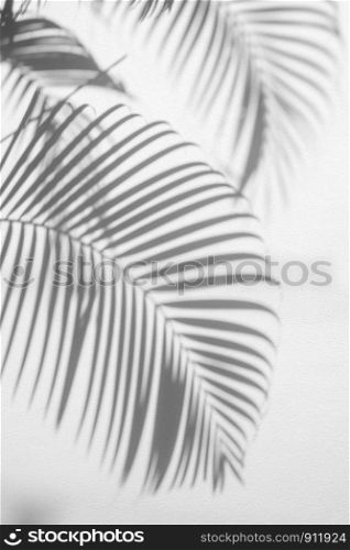abstract background of shadow palm leaves on concrete rough texture wall. White and Black