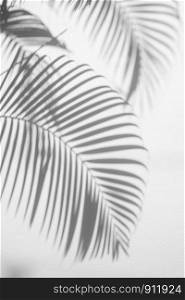 abstract background of shadow palm leaves on concrete rough texture wall. White and Black