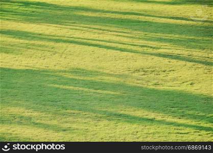abstract background of tree shadow on grass field