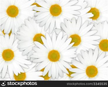 Abstract background of white flowers. Close-up. Studio photography.