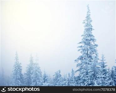 Abstract background of winter fir trees