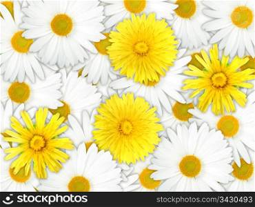 Abstract background of yellow and white flowers for your design. Close-up. Studio photography.