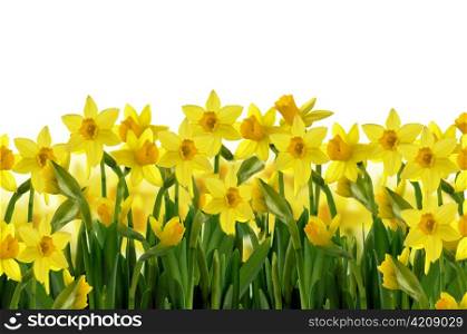 abstract background of yellow spring daffodils on white background