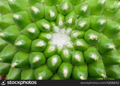 abstract background textuer of Cactus succulent plant