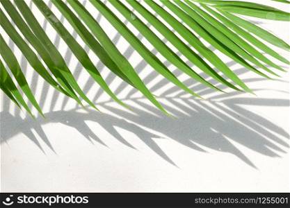 abstract background texture of shadows palm leaves on a concrete wall