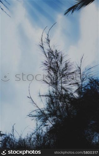 Abstract Background with blurred tree branches and sky