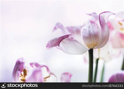 abstract background with flowers - withered tulips 