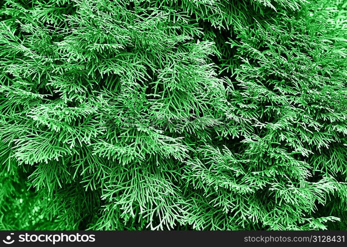 abstract background with fresh green thuja leaves