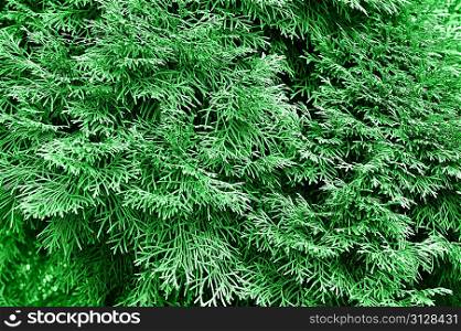 abstract background with fresh green thuja leaves