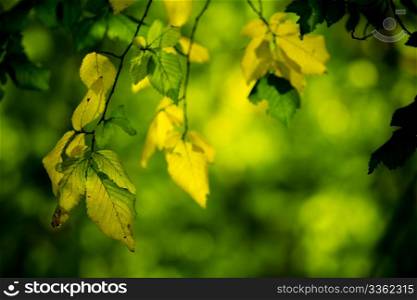 abstract background with green leaves