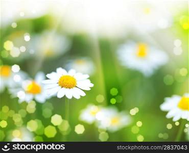 abstract backgrounds with daisy flowers and sun beam