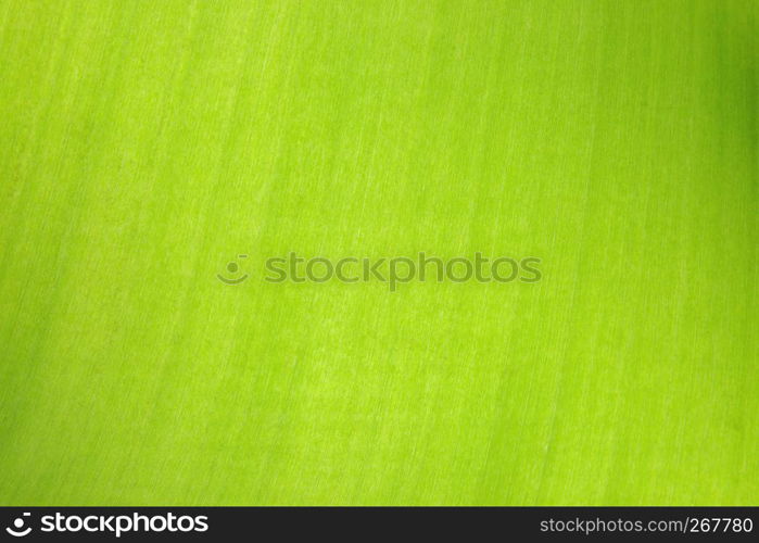 Abstract banana green leaf texture background with structure detail smooth with some grainy, Close-up.