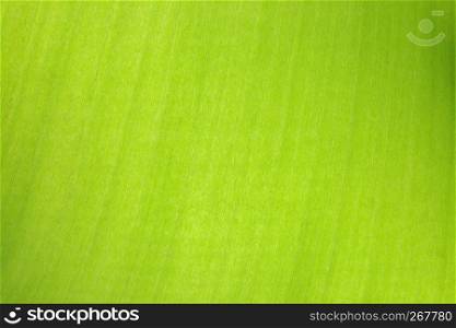 Abstract banana green leaf texture background with structure detail smooth with some grainy, Close-up.