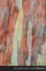 Abstract bark texture background