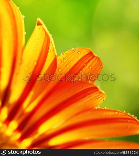 Abstract beautiful flower, colorful floral background , wet yellow petals border, daisy plant with bokeh ,nature macro details
