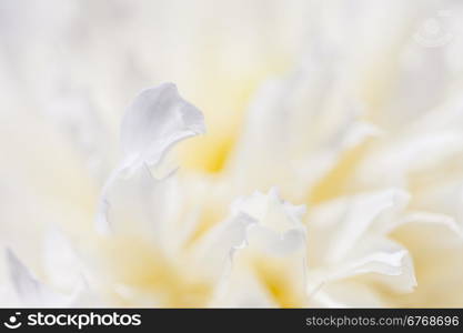 Abstract beautiful gentle spring flower background. Closeup with soft focus. Sweet color. Abstract beautiful gentle spring flower background. Closeup with soft focus. Shallow focus