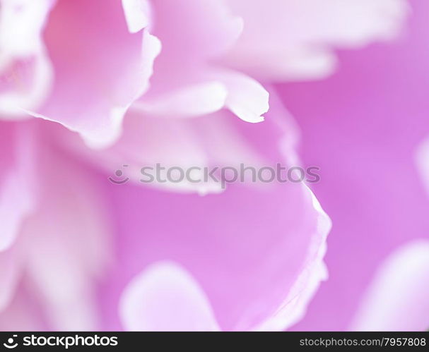 Abstract beautiful gentle spring flower background. Closeup with soft focus. Sweet color. Abstract beautiful gentle spring flower background. Closeup with soft focus. Shallow focus