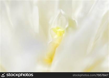 Abstract beautiful gentle spring flower background. Closeup with soft focus. Sweet color. Abstract beautiful gentle spring flower background. Closeup with soft focus. Shallow focus