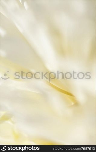 Abstract beautiful gentle spring flower background. Closeup with soft focus. Sweet color. Abstract beautiful gentle spring flower background. Closeup with soft focus. Shallow focus