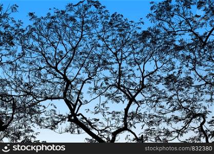 Abstract Black Tree Branches on background Blue highlight
