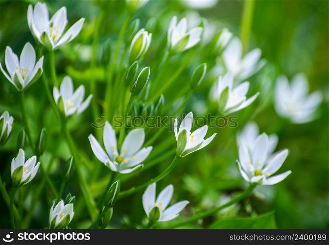 abstract blossom flowers on field