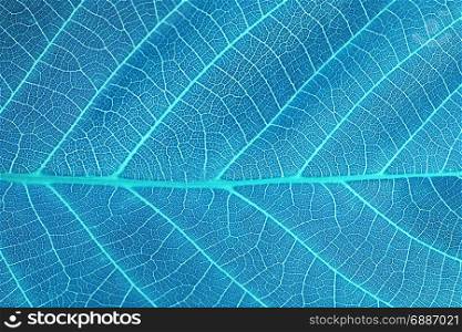 abstract blue leaf macro background