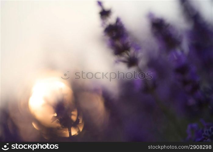 Abstract blur beautiful differential focus technique giving shallow depth of field blurred bokeh sun effect in lavender landscape