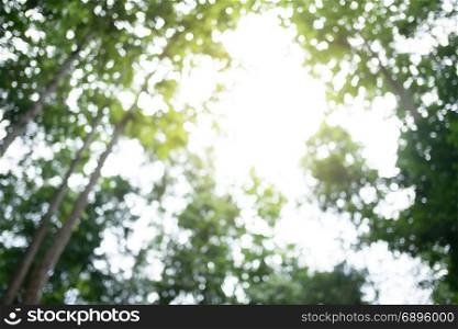 abstract blur light and bokeh green nature trees background