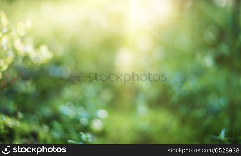 Abstract blur summer landscape. Green morning outdoor. Abstract blur summer landscape. Abstract blur summer landscape