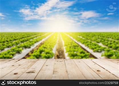 abstract blurred field lettuce  and sunlight with wood table.