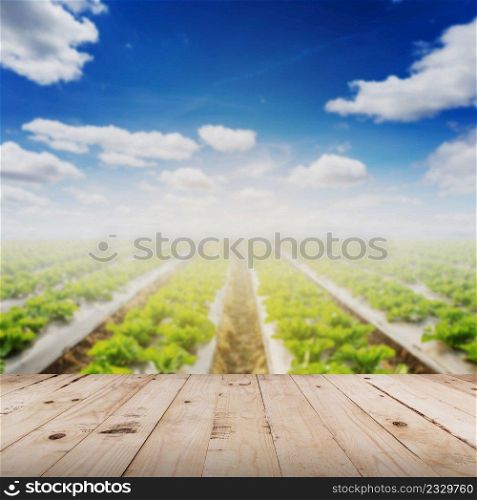 abstract blurred field lettuce  and sunlight with wood table.