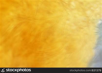 Abstract blurred fur background . Effect blue and yellow