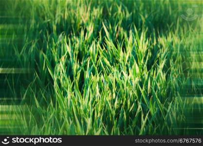 Abstract blurred green grass background