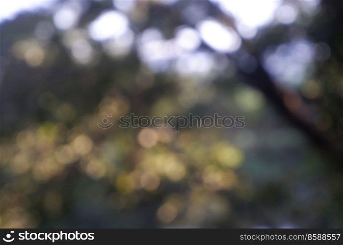 Abstract blurred of defocused nature background, bokeh background.