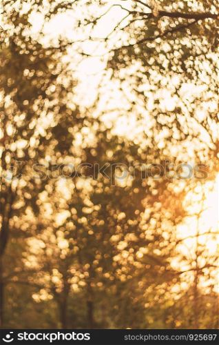 Abstract bokeh background with silhouettes tree.Used film filter.