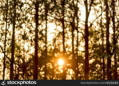 Abstract bokeh background with silhouettes tree.Used film filter.