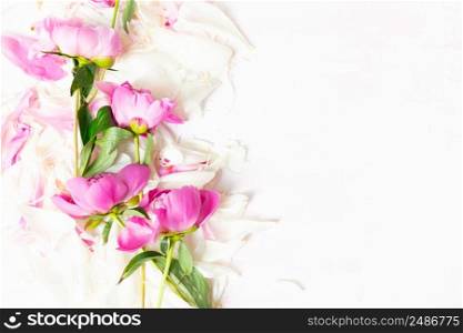 Abstract Border of Beautiful pink and white peony flowers with copy space for your text top view and flat lay style.. Abstract Border of Beautiful pink and white peony flowers with copy space for your text top view and flat lay style